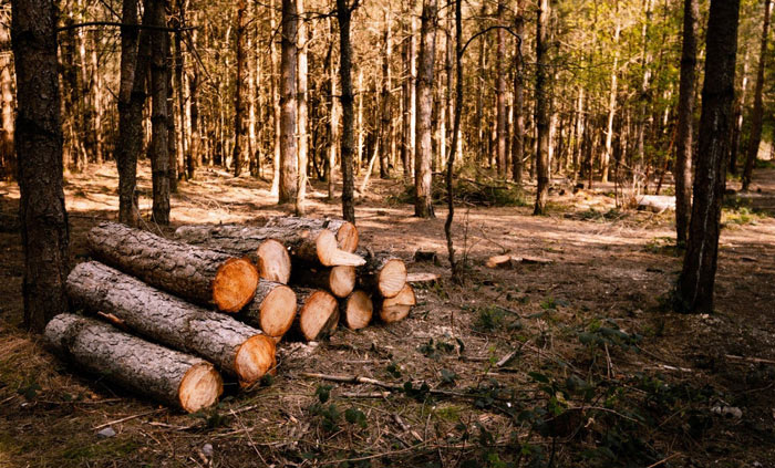 timber sourcing